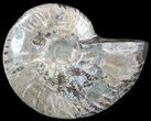 Wide Polished Ammonite Fossil Dish #49789-1